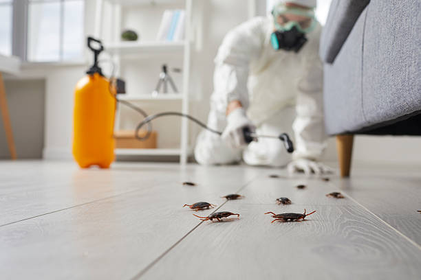 Post-Treatment Bed Bug Interceptor Monitoring in Kalida